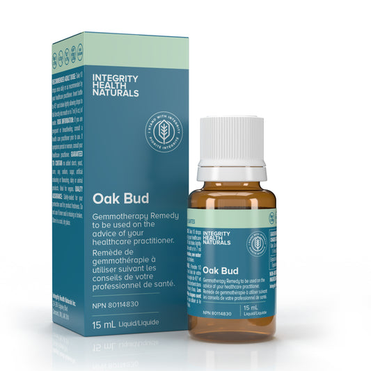 Oak Bud - Quercus robour